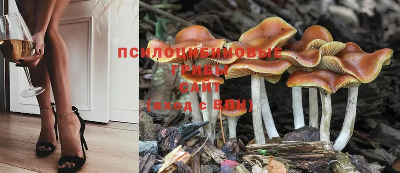 Галлюциногенные грибы Psilocybine cubensis  Великий Устюг 